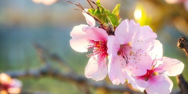 Cherry (Bitter Almond) Essential Oil